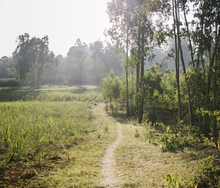 إحدى غابات البن في إثيوبيا 