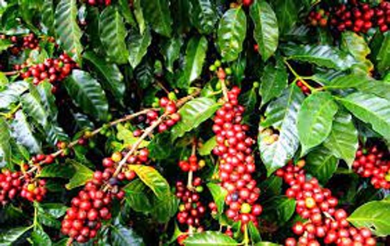 إحدى غابات البن في إثيوبيا 