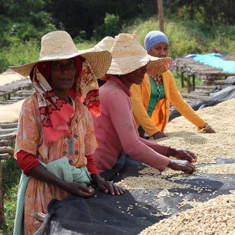 إحدى غابات البن في إثيوبيا 