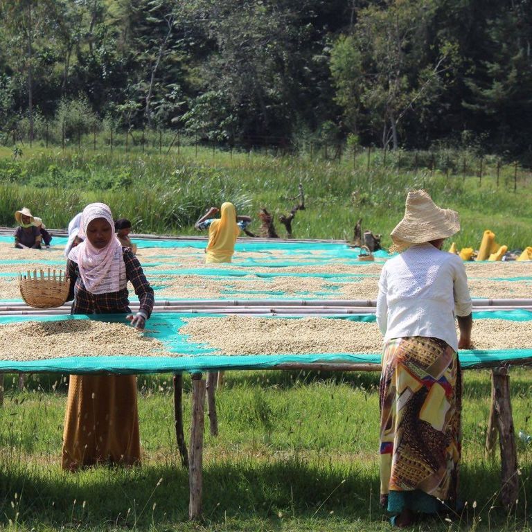 إحدى غابات البن في إثيوبيا 