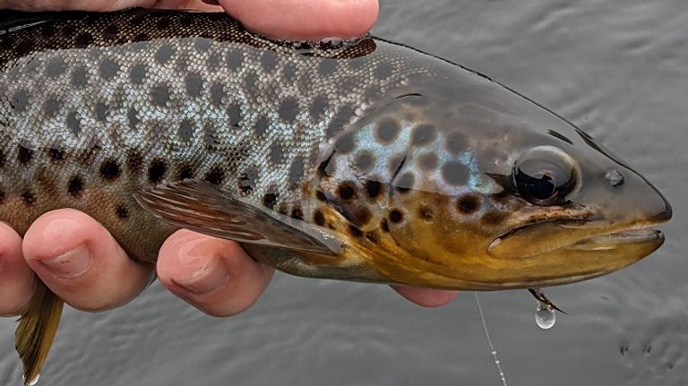 سماك السلمون المرقط بالبني في أنهار جمهورية التشيك أسماك السلمون المرقط بالبني في أنهار جمهورية التشيك