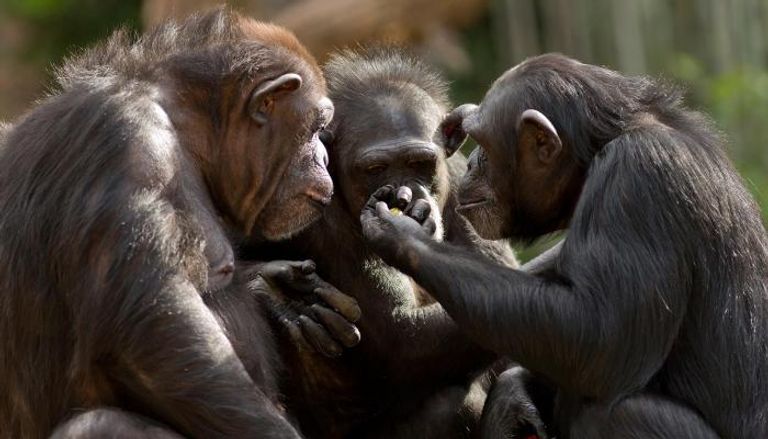 القرود تتفاعل مع بعضها البعض - أرشيفية
