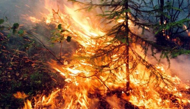 خبراء البيئة يؤكدون أن حرائق الغابات في روسيا يمكن أن تصل إلى معدلات قياسية