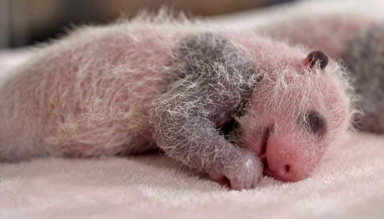 ولادة صغير باندا في حديقة حيوانات سنغافورة بعد تلقيح اصطناعي