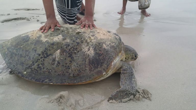 سلحفاة بحرية