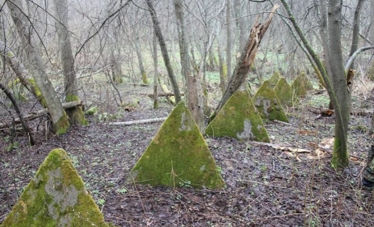 غابات روسيا - أرشيفية