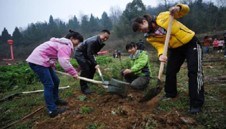 متطوعون يزرعون أشجاراً في الصين- أرشيفية