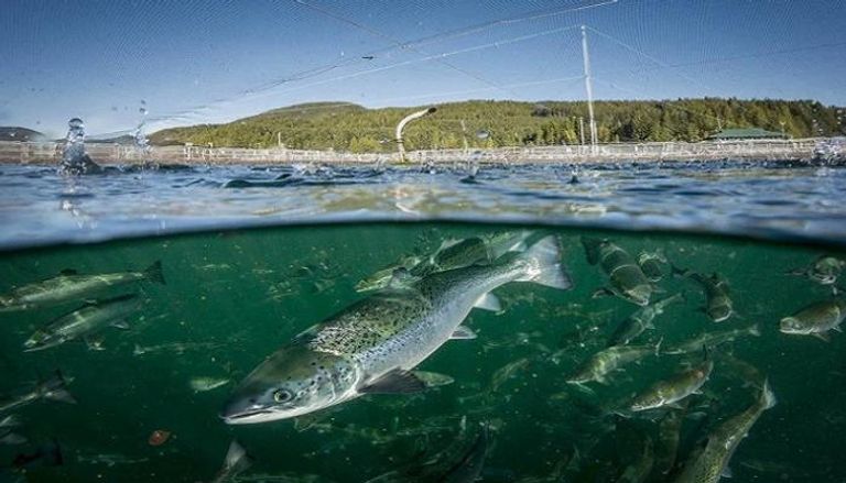 سباق عالمي على أكبر شركات استزراع سمك 