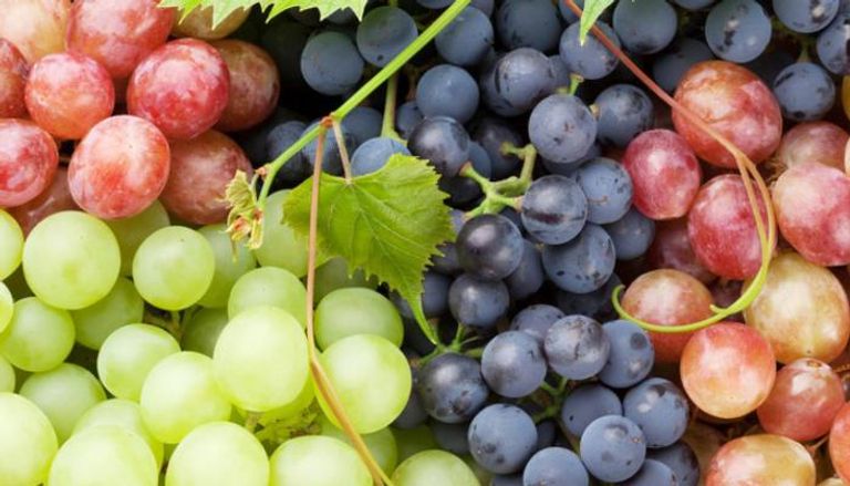 العنب غني بالألياف الغذائية وأحماض الفاكهة