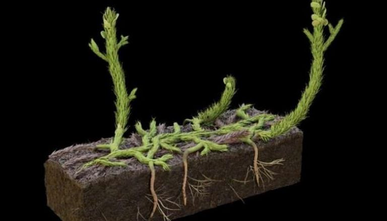 تصور فني لكيفية نمو النبات 