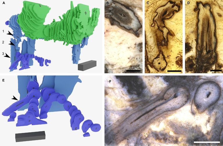تصور فني لكيفية نمو النبات 