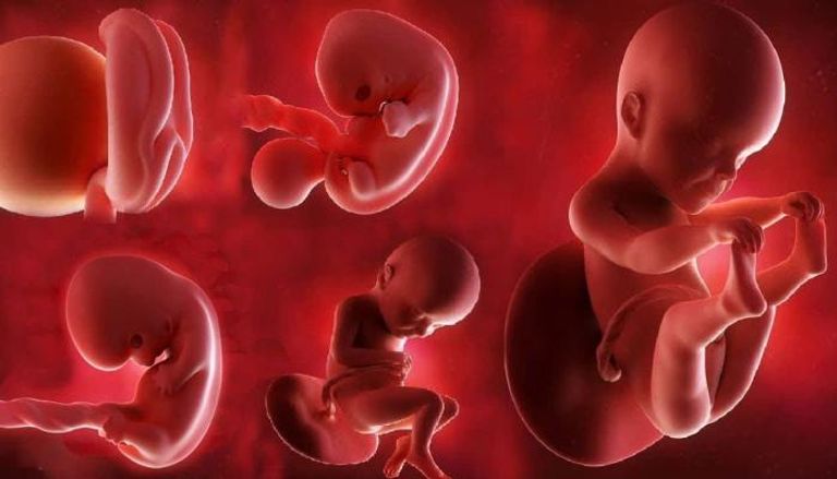 مراحل تطور الجنين بالسونار