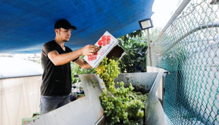 صناعة دبس العنب في فلسطين