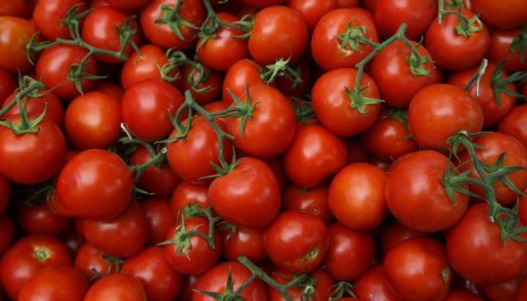 ابتكار لقاح الطماطم ضد فيروس كورونا في أوزبكستان