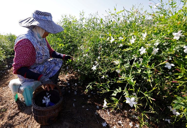 للياسمين في جراس رائحة مميزة وأصبحت المنطقة مقرا للزهور في القرن الـ17