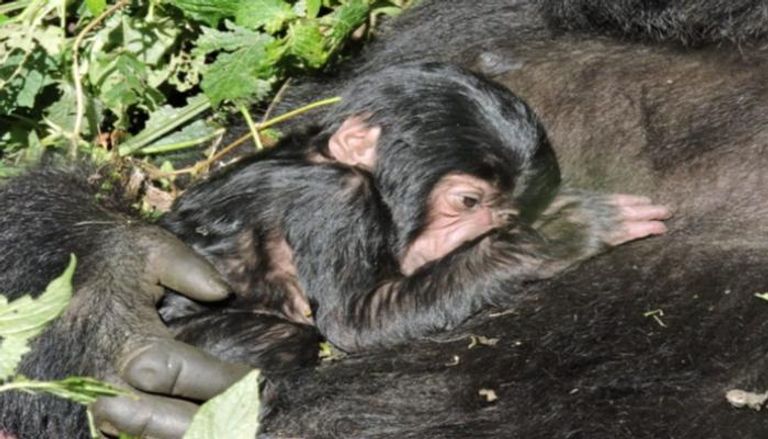 ولادة غوريلا جبلية في حديقة حيوانات بالكونغو