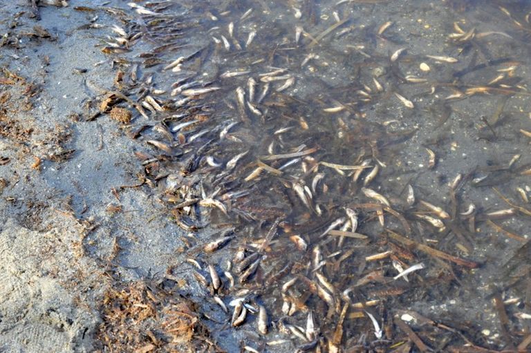 نفوق ملايين الأسماك في إسبانيا