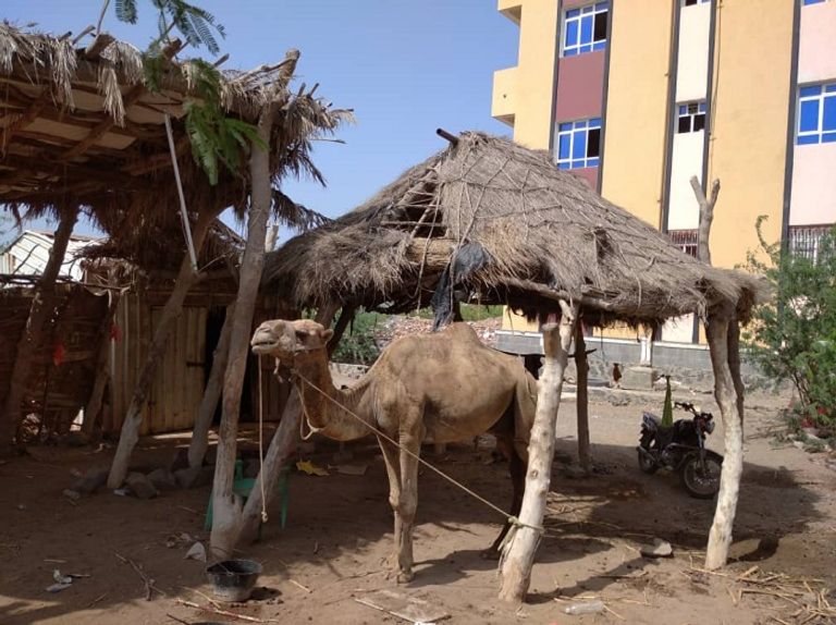 معاصر السمسم اليمنية تتحدى التكنولوجيا