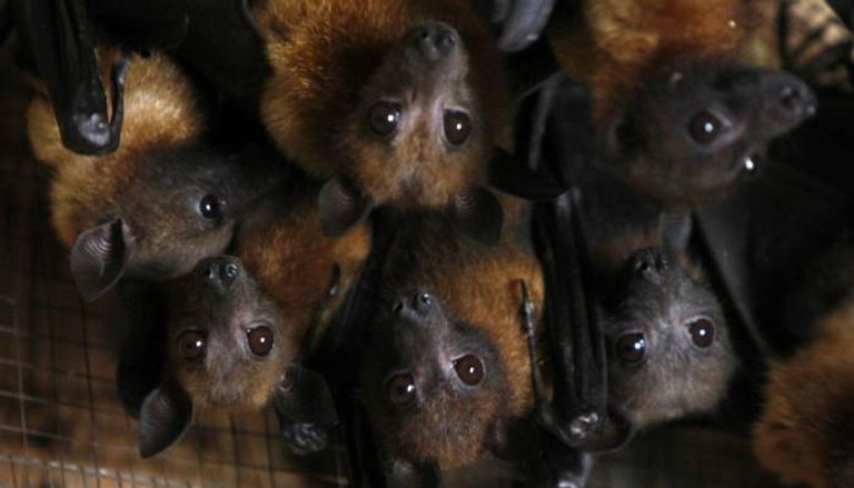 فيروس نيباه موجود بشكل شائع في الخفافيش والفئران- أرشيفية