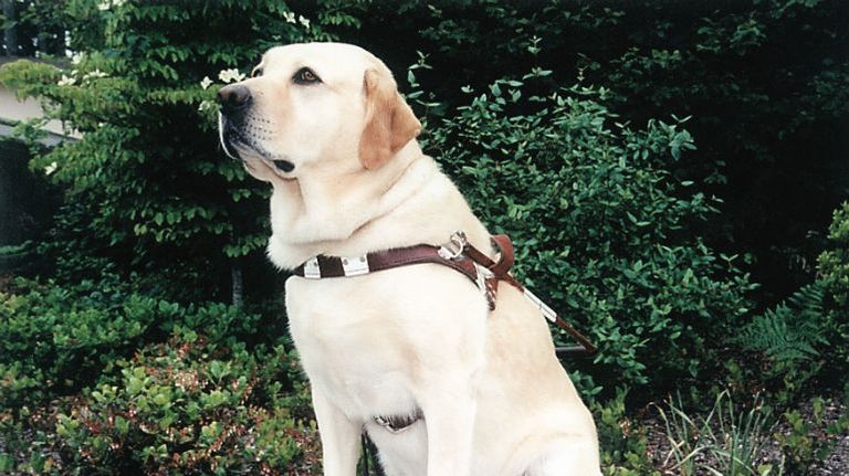 الكلبة روزيل مع مالكها مايكل هينجسون