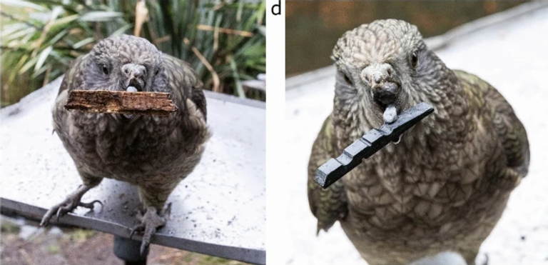 الببغاء المتكيف مع إعاقته
