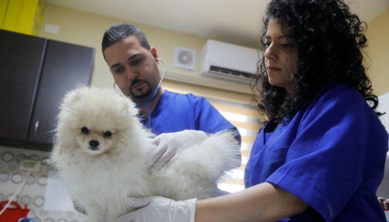 كلب في مستشفى فلسطيني للحيوانات الأليفة