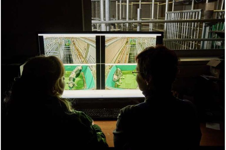 العلماء أثناء متابعة التجربة إحدى الأبقار تستجيب للتدريب وتذهب للمرحاض عند رغبتها في التبول