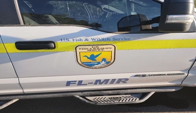 مشهد مخيف لأحد التماسيح بالولايات المتحدة- أرشيفية