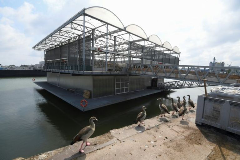 أبقار المزرعة العائمة