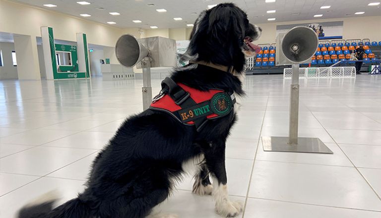 كلاب مدربة للكشف عن كورونا في دبي