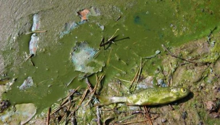 التكاثر الميكروبي السام يؤدي إلى موت الأسماك