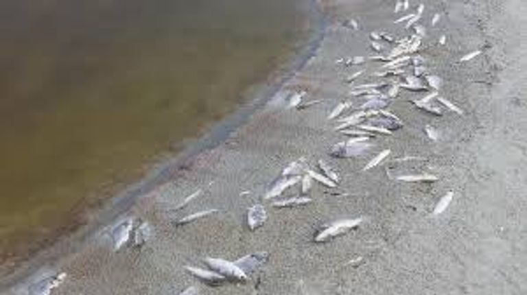 التكاثر الميكروبي السام يؤدي إلى موت الأسماك