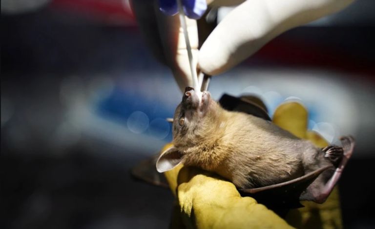 جمع عينات من الخفافيش بكمبوديا