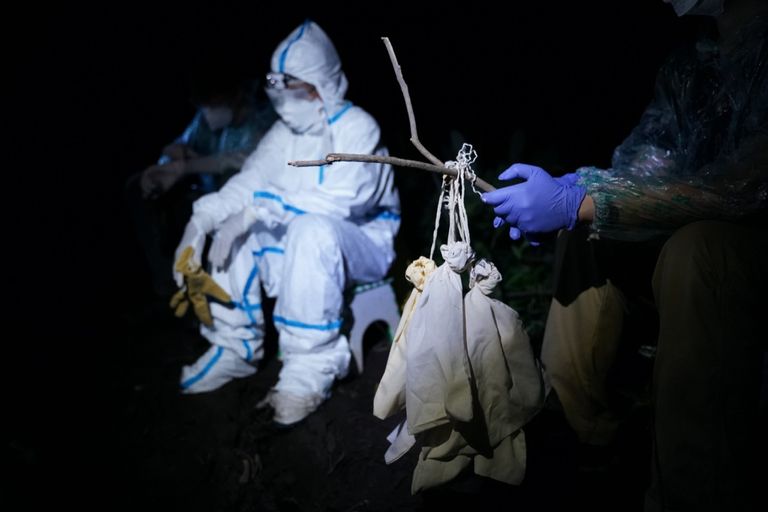 جمع عينات من الخفافيش بكمبوديا