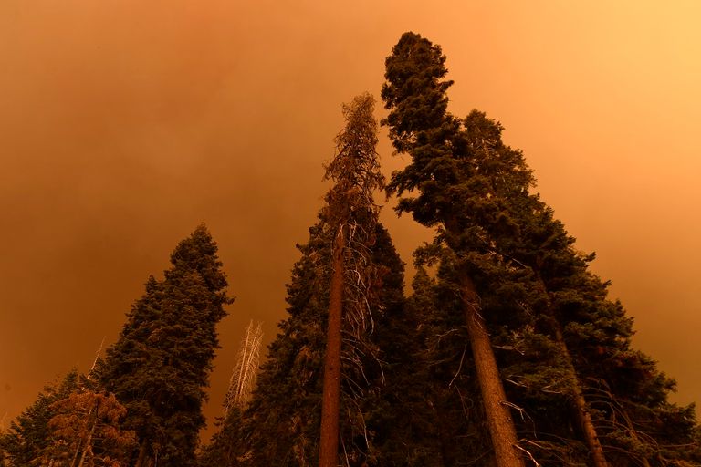 جانب من حرائق الغابات في كاليفورنيا - أ.ف.ب