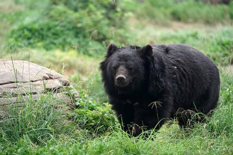 دبي سفاري بارك تعود بموسم جديد 