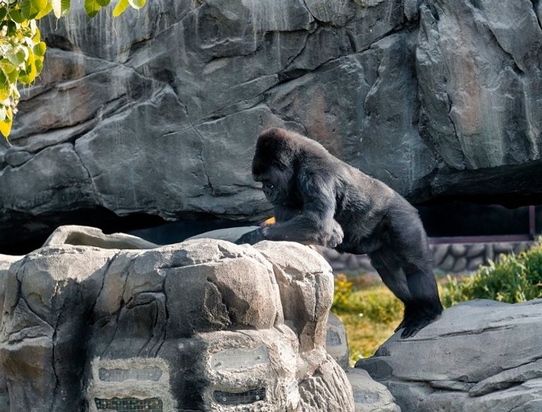 دبي سفاري بارك تعود بموسم جديد 