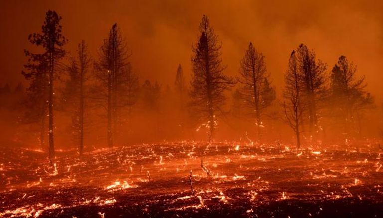 حرائق الغابات تفاقم أزمة التغير المناخي