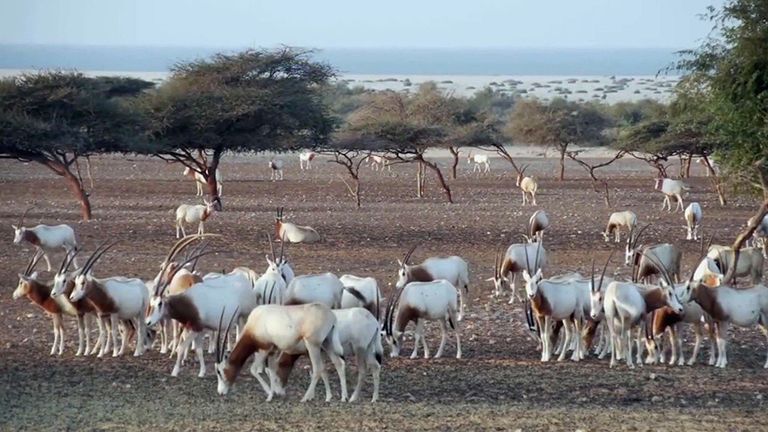 6 مواقع سعودية جديرة بالزيارة للاستمتاع بجمالها