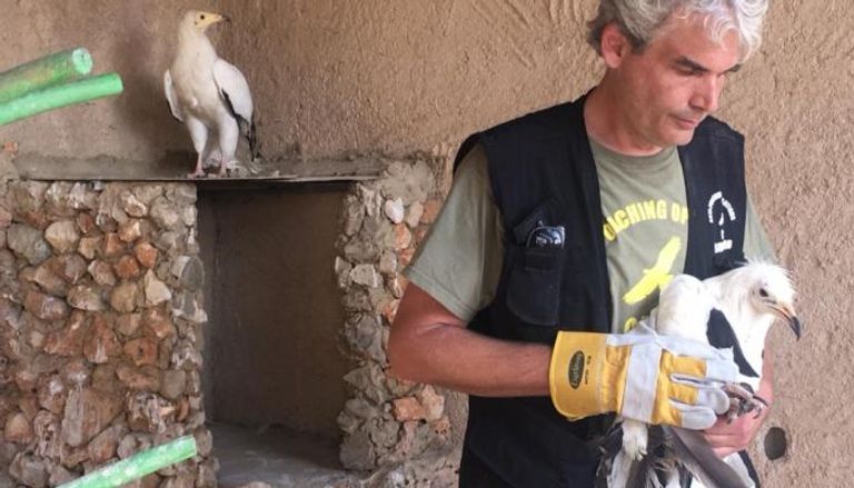 إنقاذ طائر الرخمة المصري في لبنان