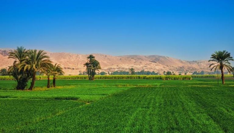 لأول مرة في التاريخ.. الصادرات الزراعية المصرية تتجاوز 5.6 مليون طن