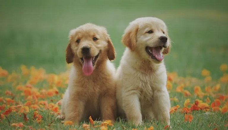 كلما زاد عمر الكلب زاد تمييز المخ بين اللغات