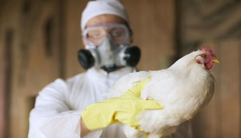 تسجيل إصابة بشرية بإنفلونزا الطيور في إنجلترا- أرشيفية