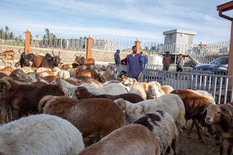 جانب من احتفال مسيحيي إثيوبيا بعيد الميلاد 