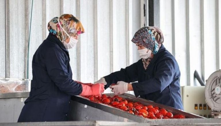 أثناء جني محصول الطماطم بمزرعة تركية(أرشيفية)
