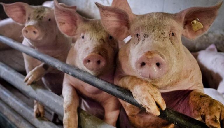 رصد إصابة بحمي الخنازير الأفريقية في إيطاليا- أرشيفية