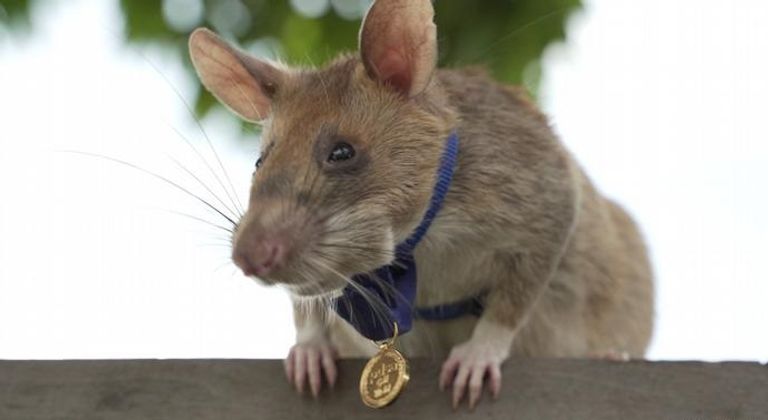 الجرذ الإفريقي ماجاوا