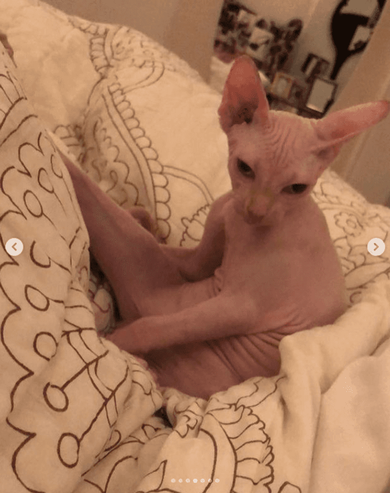 الممثلة المصرية ياسمين عبدالعزيز