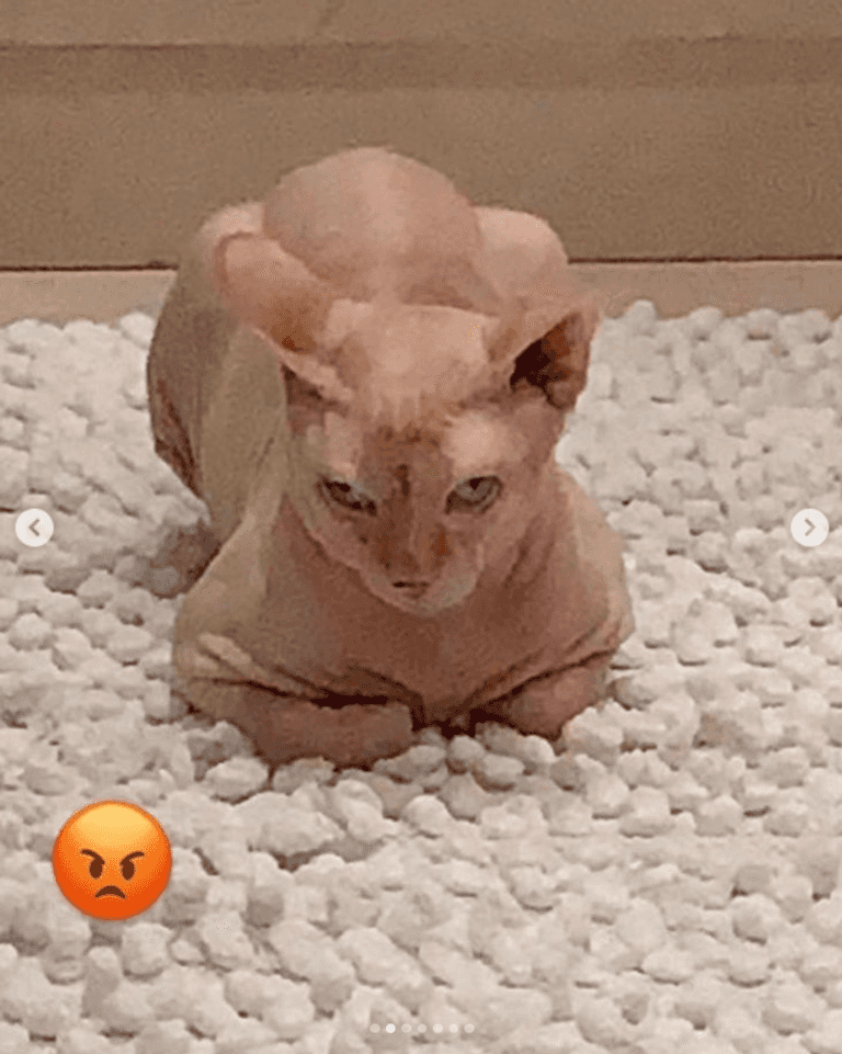 الممثلة المصرية ياسمين عبدالعزيز