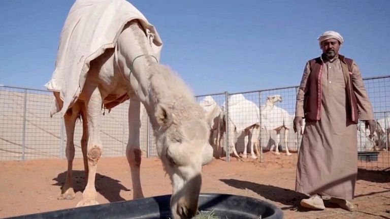 السعودية تحتضن أول فندق للإبل في العالم